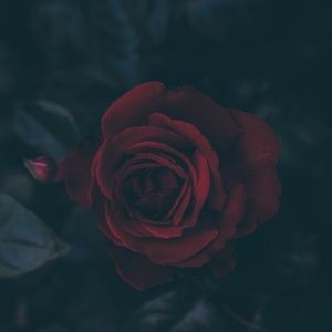 Meet your Posher, Annette